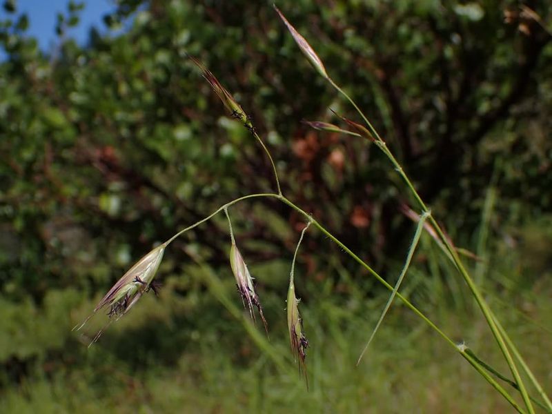 California Oatgrass