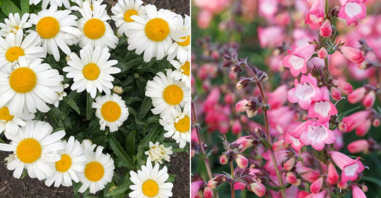 California Perennials You Should Divide Before May Ends And Those You Shouldn’t