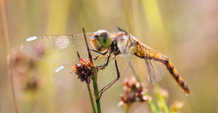 California Plants That Attract Dragonflies And Reduce Mosquito Activity