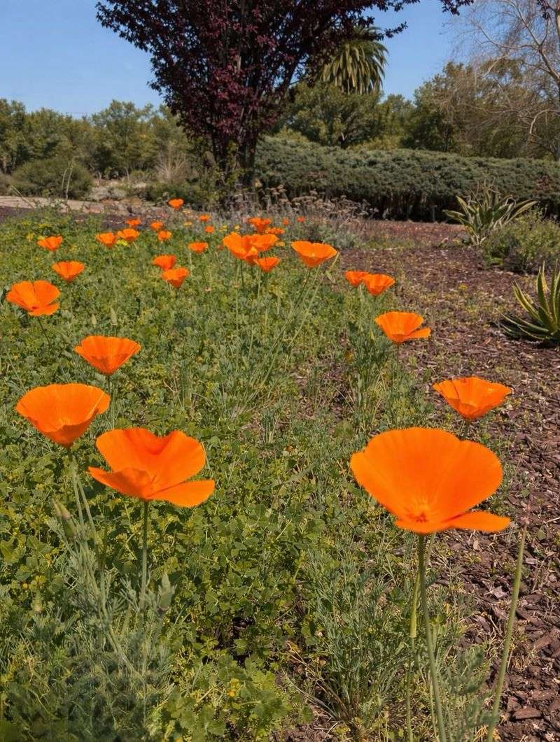 California Poppies Come Back Like They Own The Place