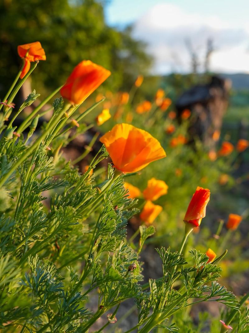 California Poppies Make A Front Yard Glow