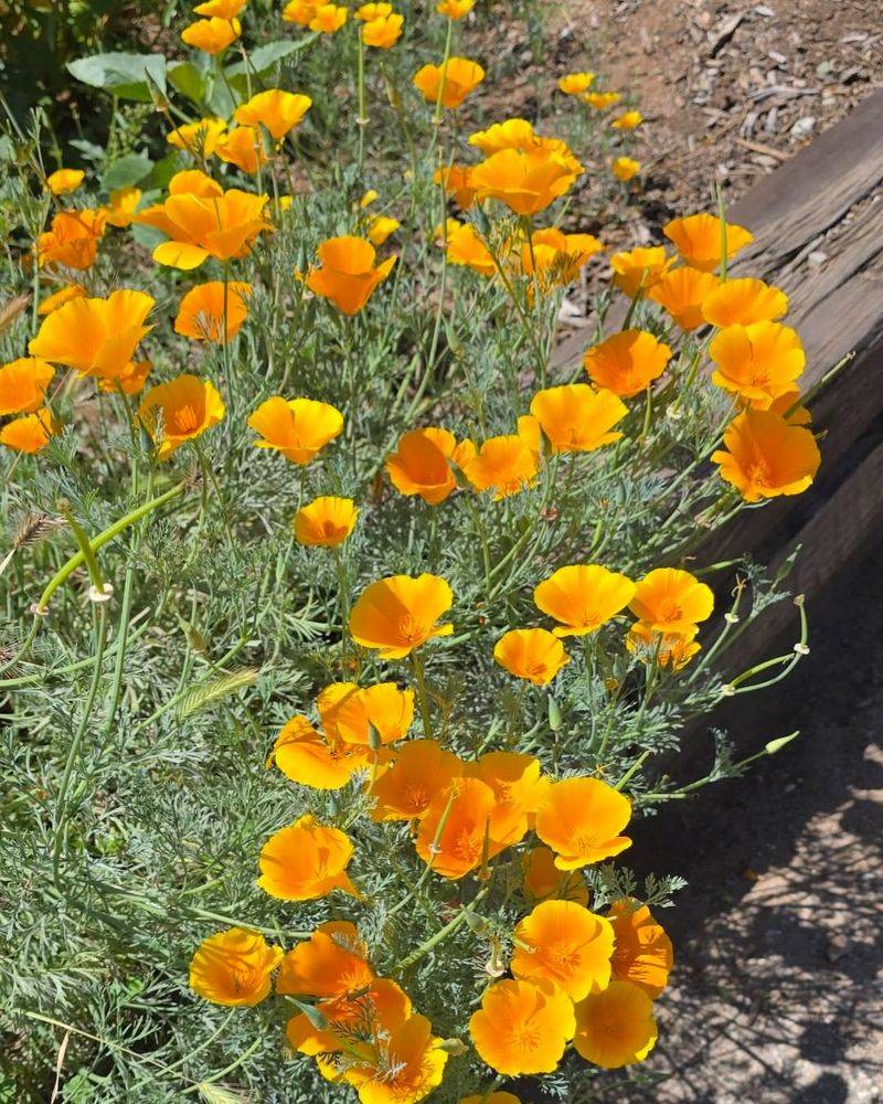 California Poppies Scatter Seeds After Spring Flowers Fade