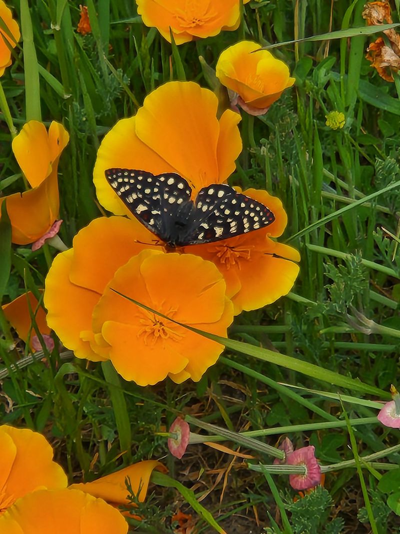 California Poppies