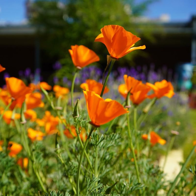 California Poppy