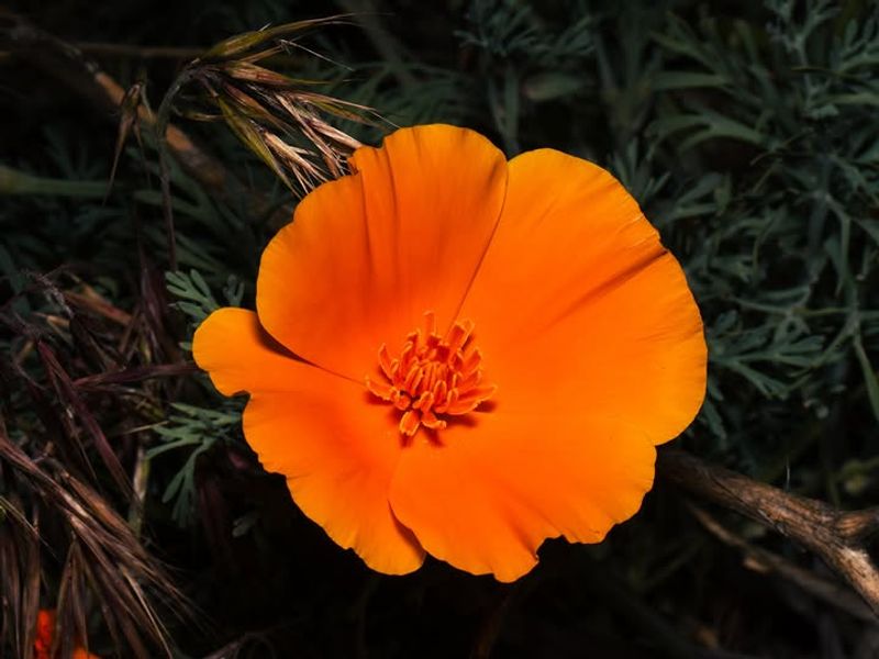 California Poppy