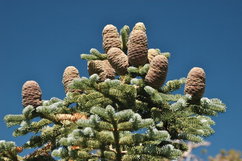 California Red Fir Is Almost Never Sold California Red Fir Is Almost Never Sold