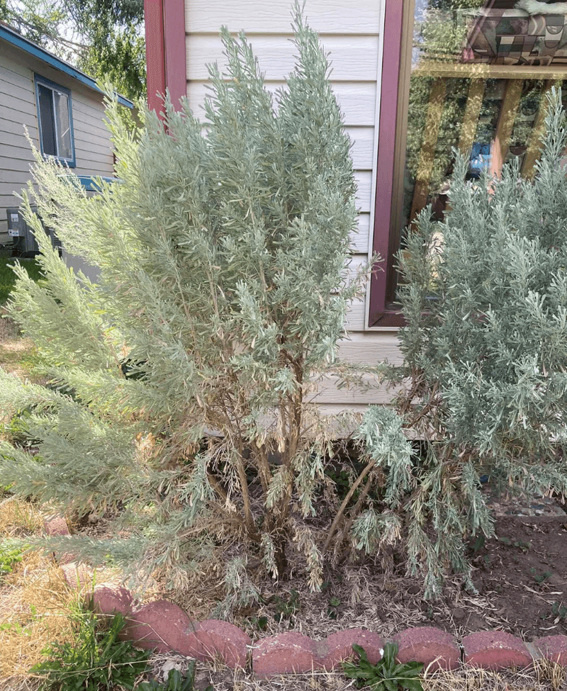 California Sagebrush Dries Fast