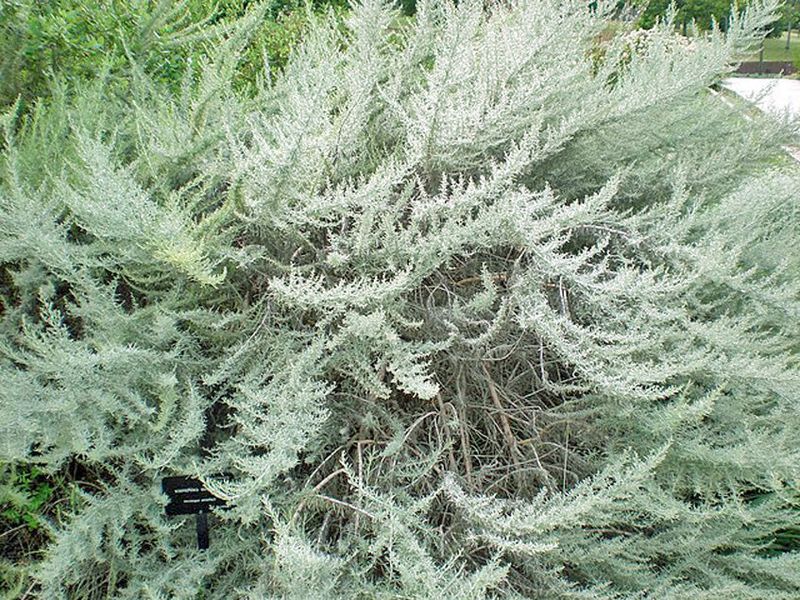 California Sagebrush Is Tough, Aromatic, And Unfussy