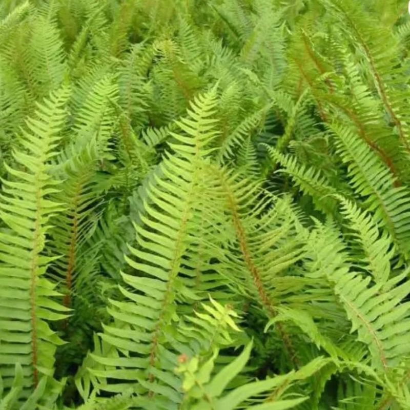 California Sword Fern 