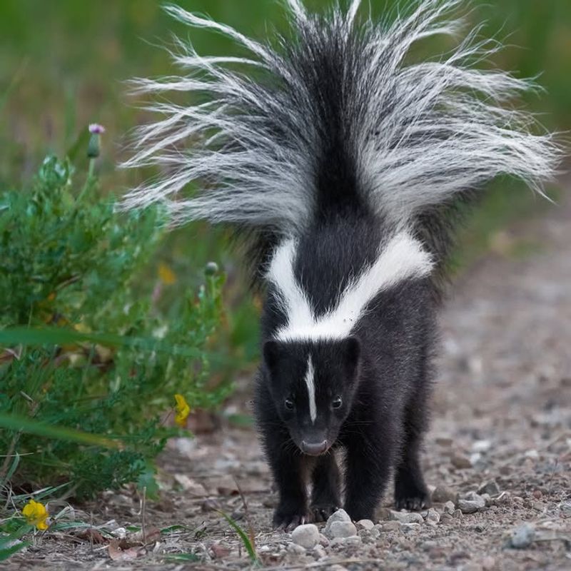 Call Arizona Game And Fish If A Skunk Acts Aggressive Or Unusual During The Day Call Arizona Game And Fish If A Skunk Acts Aggressive Or Unusual During The Day