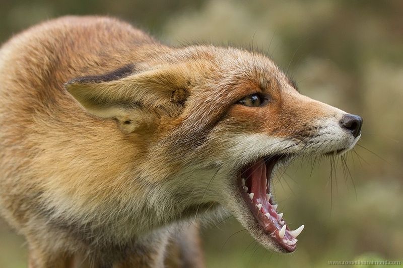 Call Local Animal Control If The Fox Acts Sick Or Aggressive