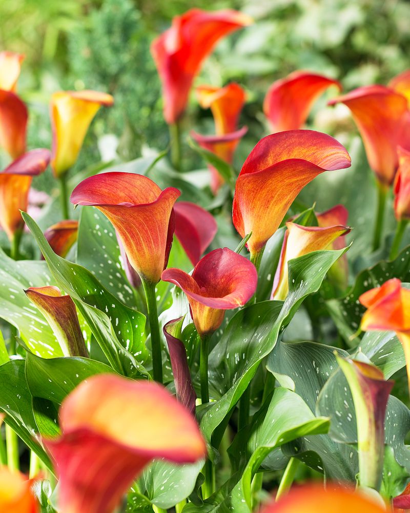Calla Lilies Calla Lilies
