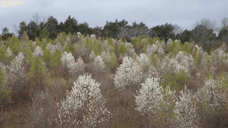 Callery Pear Escapes Far Beyond Landscapes