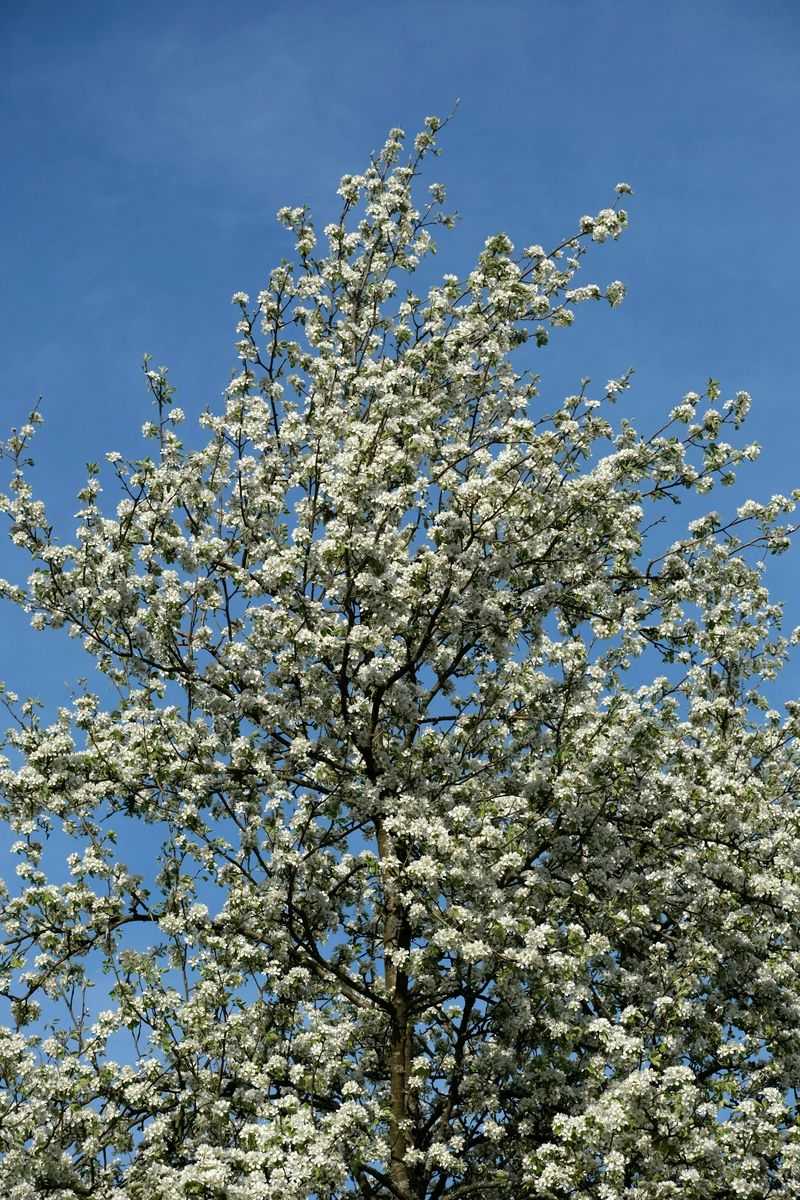 Callery Pear