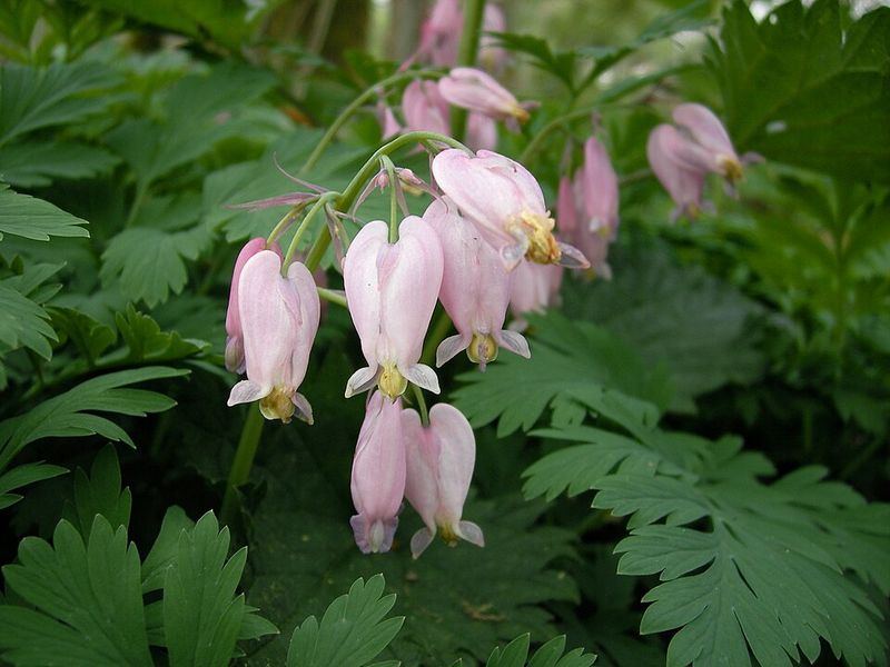 Western Bleeding Heart Adds Woodland Charm