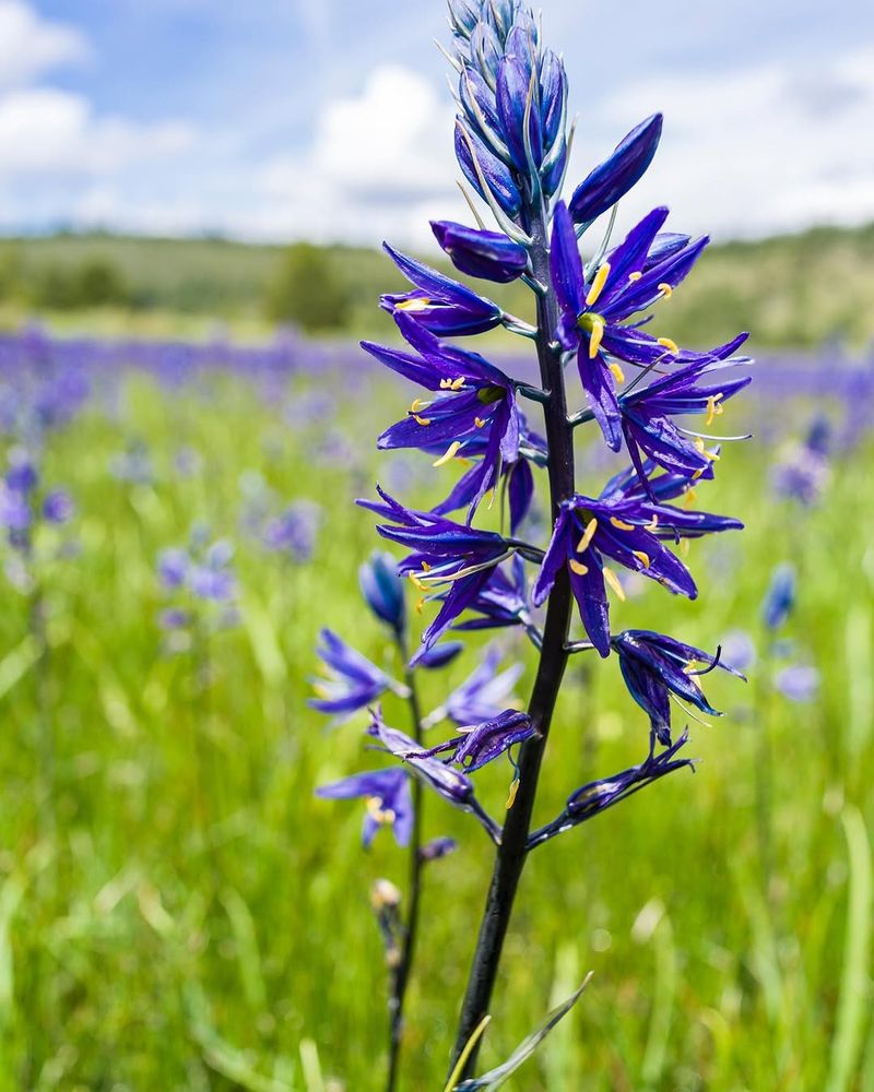 Camas Lily 