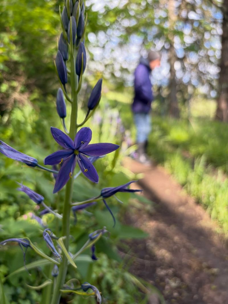 Camas