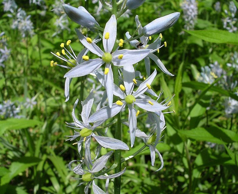 Camassia Shines In Moist Ohio Spring Soil