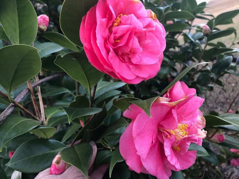 Camellia Japonica