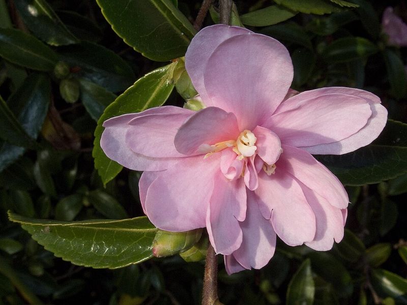 Camellia Shines With Rain-Fresh Glossy Leaves