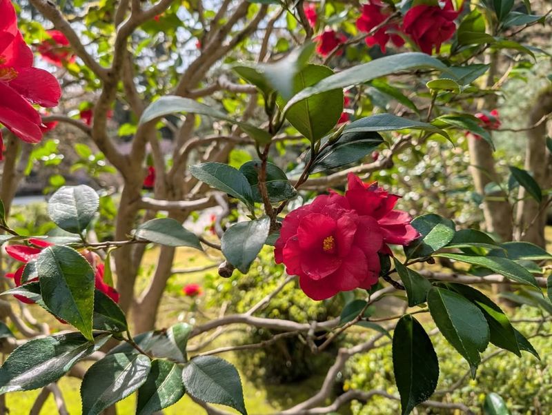 Camellias