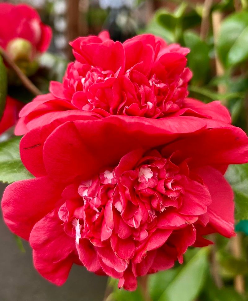 Camellias