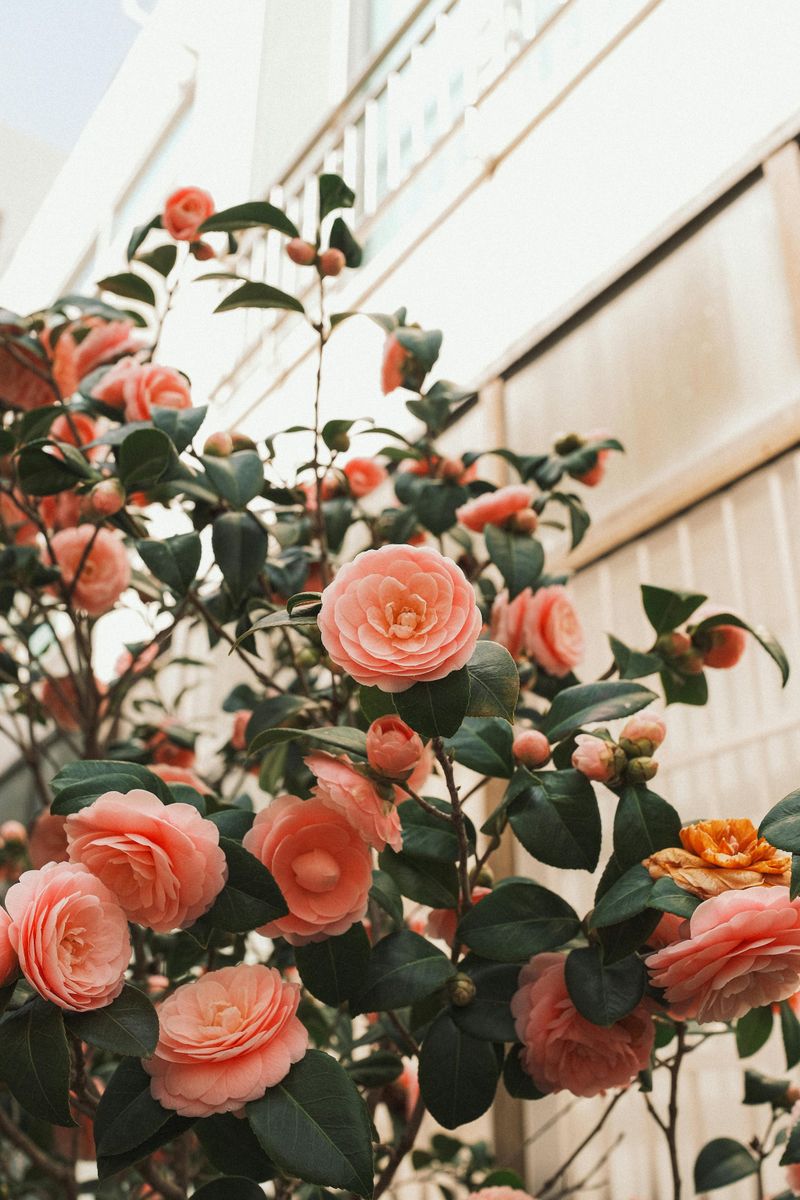 Camellias
