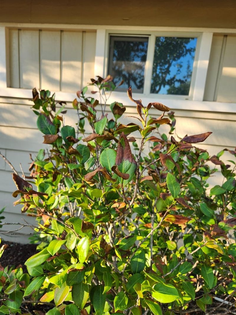 Camellias Hate The Wrong Kind Of Summer Sun