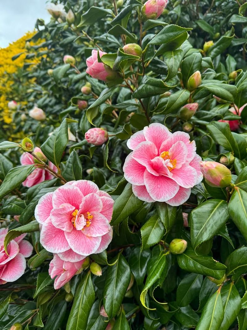 Camellias Keep Garden Beds Colorful Beyond Hydrangea Season