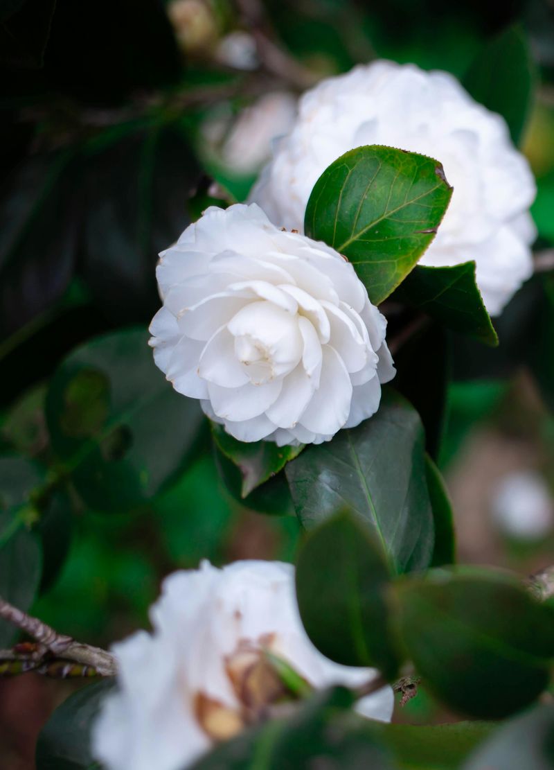 Camellias Respond Well To Rich Acidic Soil Camellias Respond Well To Rich Acidic Soil