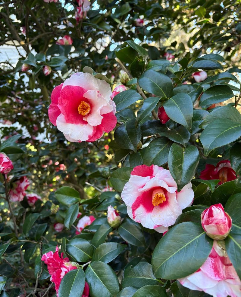 Camellias Start Preparing New Buds Soon After Flowering Ends