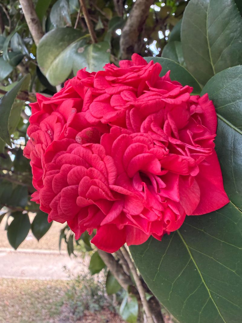 Camellias Camellias