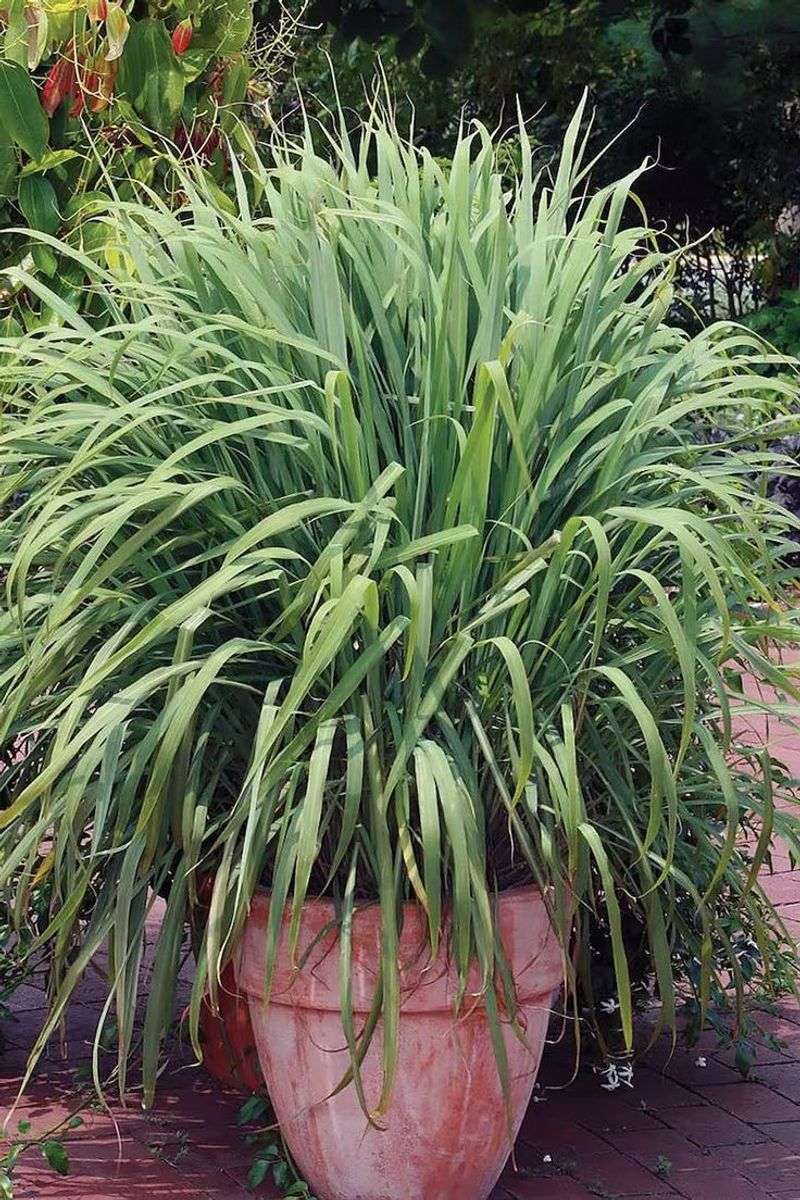 Can Stay Evergreen In Southern Alabama's Mild Winters