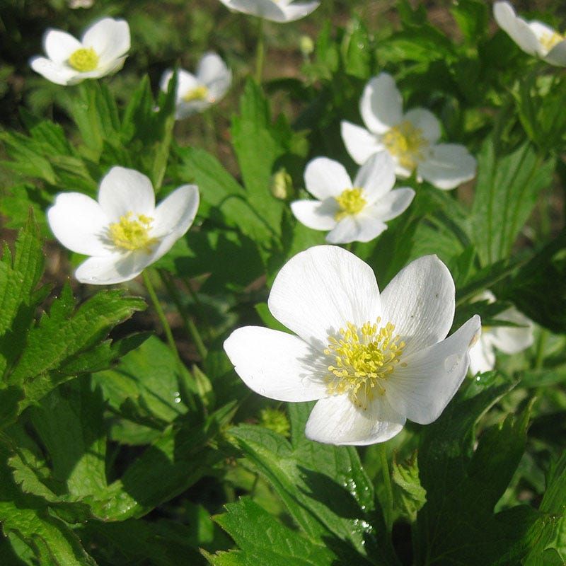 Canada Anemone Quickly Fills Bare Clay