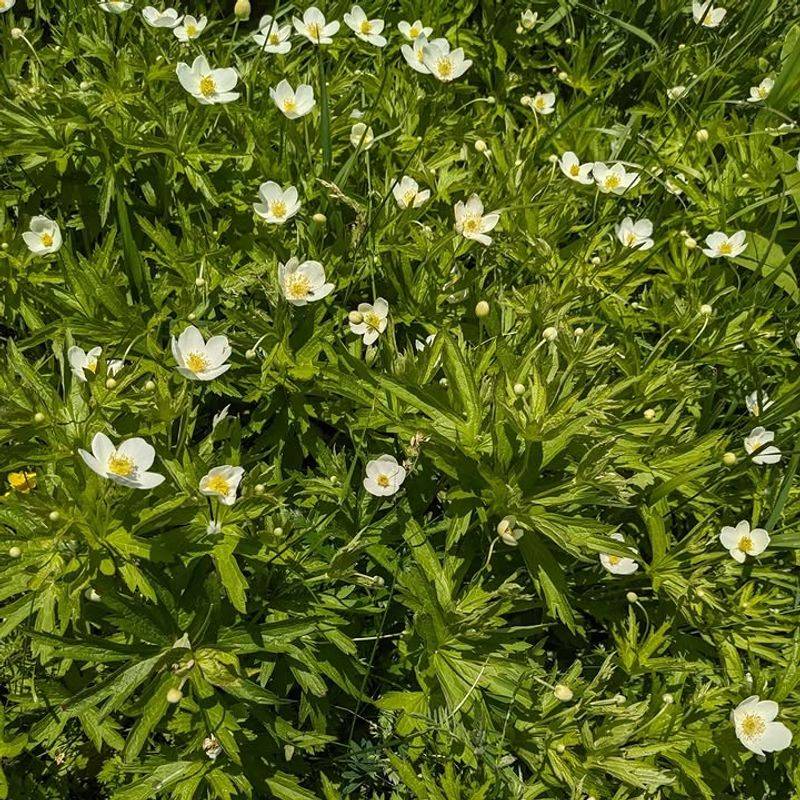Canada Anemone