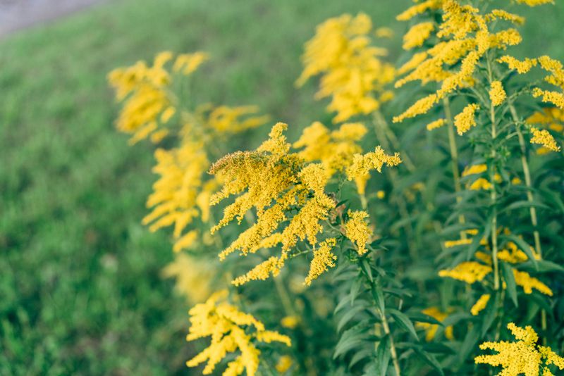 Canada Goldenrod (Solidago Canadensis)