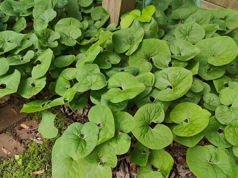 Canadian Ginger Brings A Lush Woodland Look