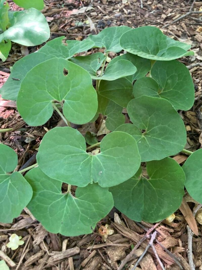 Canadian Wild Ginger Fills Shade With Quiet Texture Canadian Wild Ginger Fills Shade With Quiet Texture