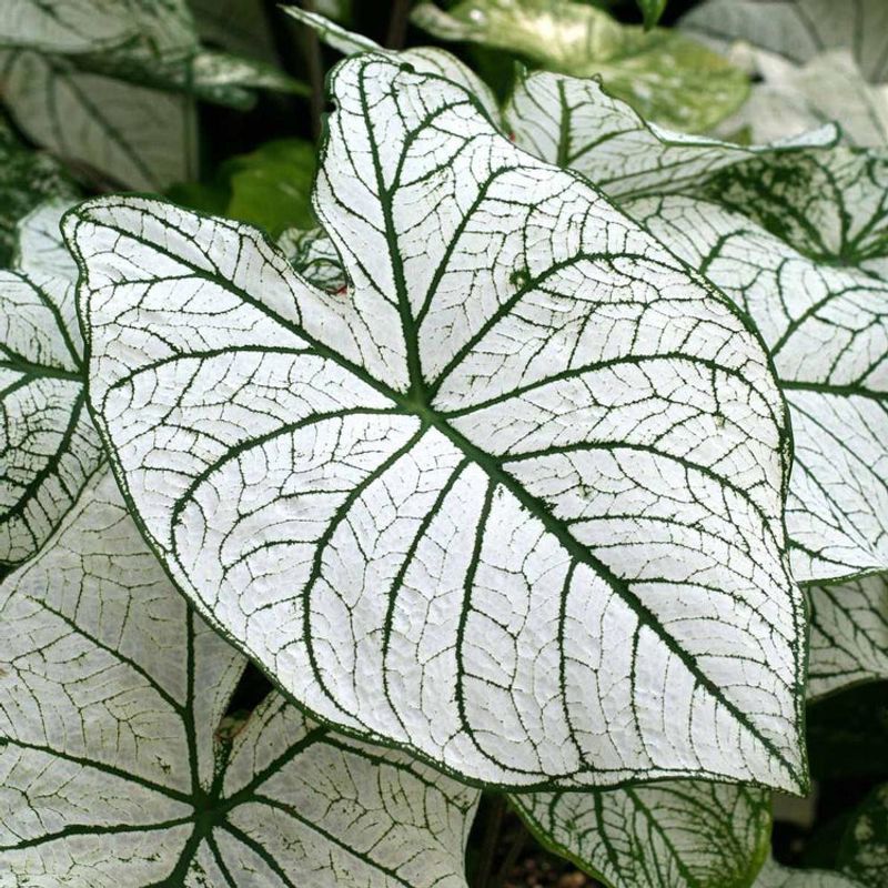 Candidum Caladium (Caladium Bicolor)