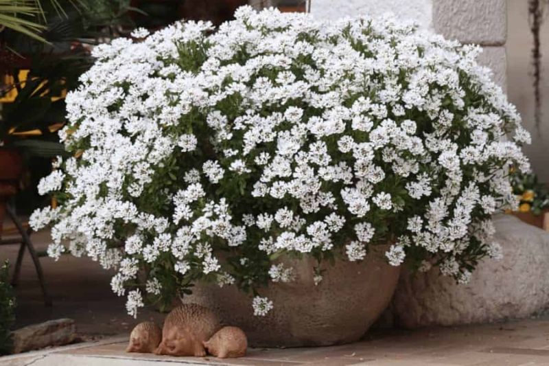 Candytuft Keeps Pots Full And Evergreen