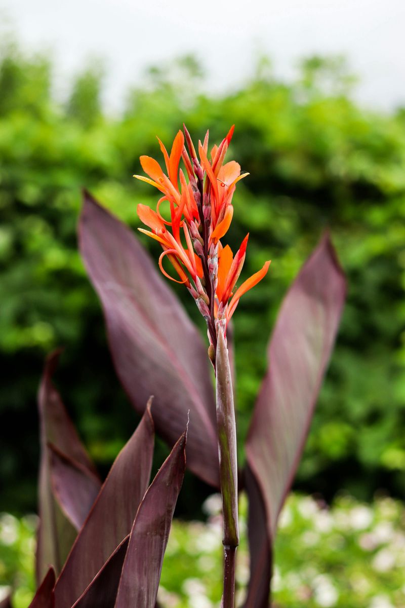 Canna Lily Showed Up And Made Every Other Plant Look Boring