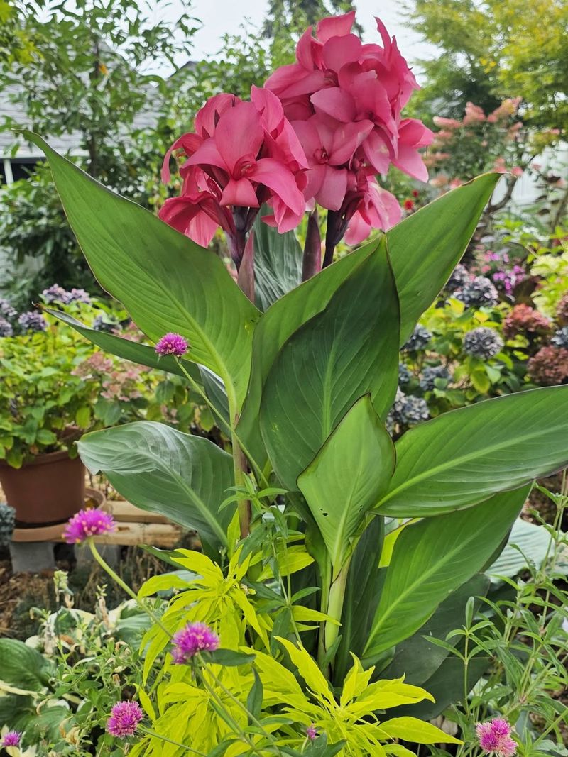 Canna Lily