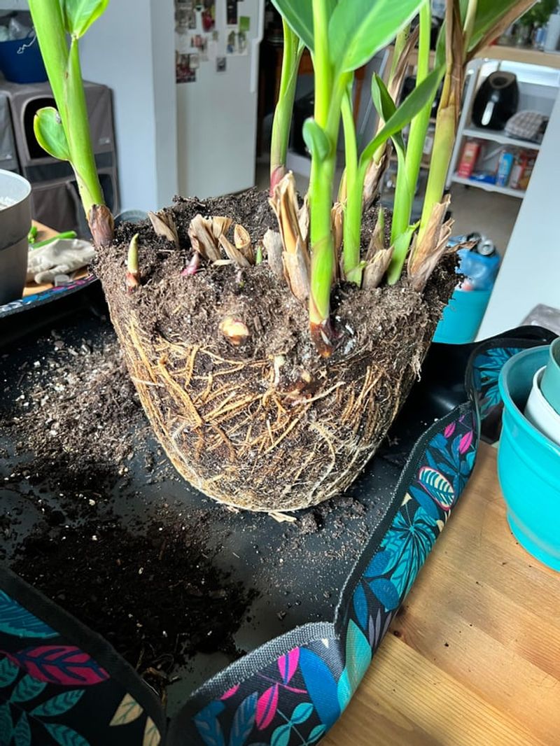 Cannas Spread Better After Clump Division Cannas Spread Better After Clump Division