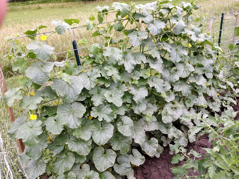 Cantaloupe Needs Heat To Get Going