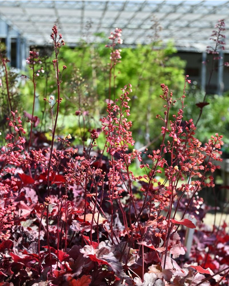 Canyon Coral Bells