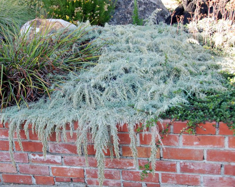Canyon Gray Sagebrush