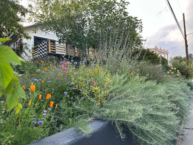 Canyon Gray Sagebrush