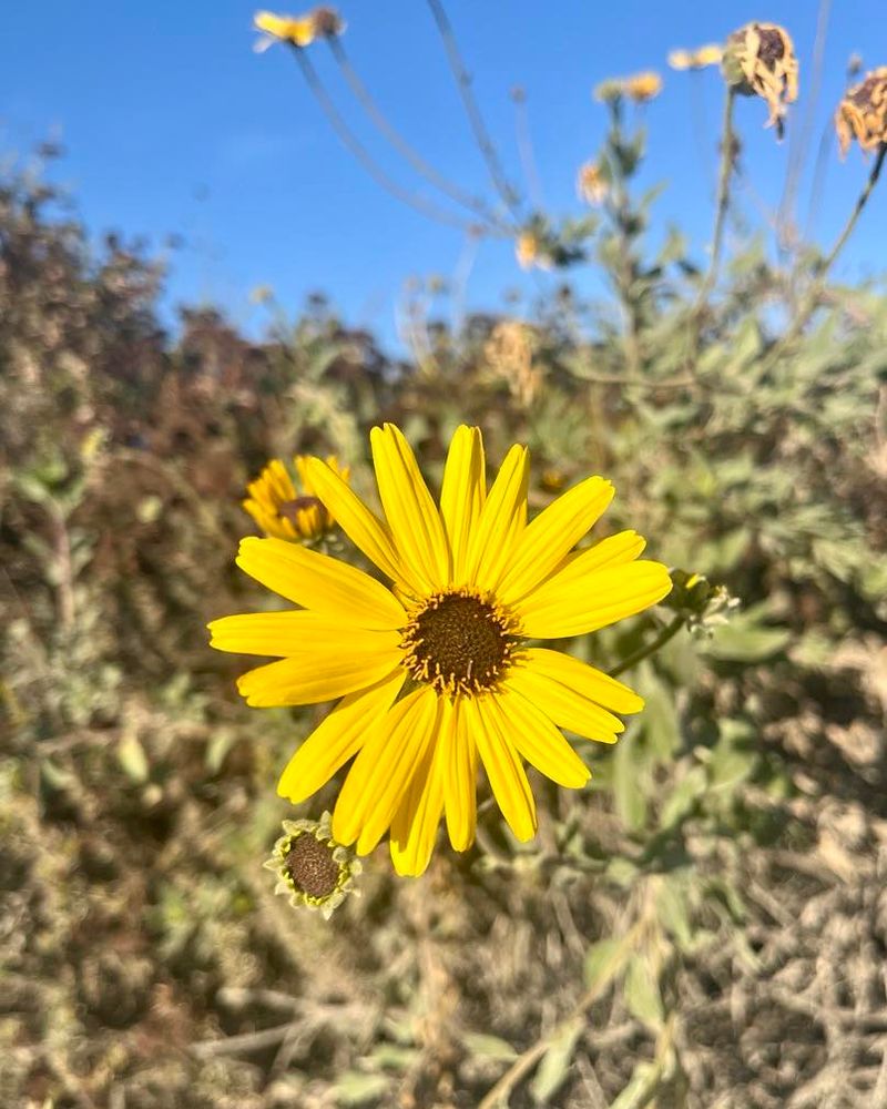 Canyon Sunflower