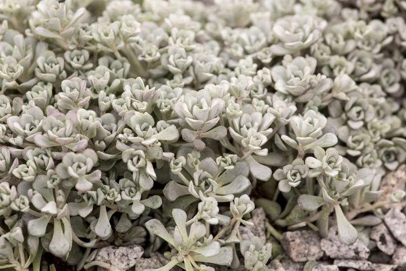 Cape Blanco Stonecrop