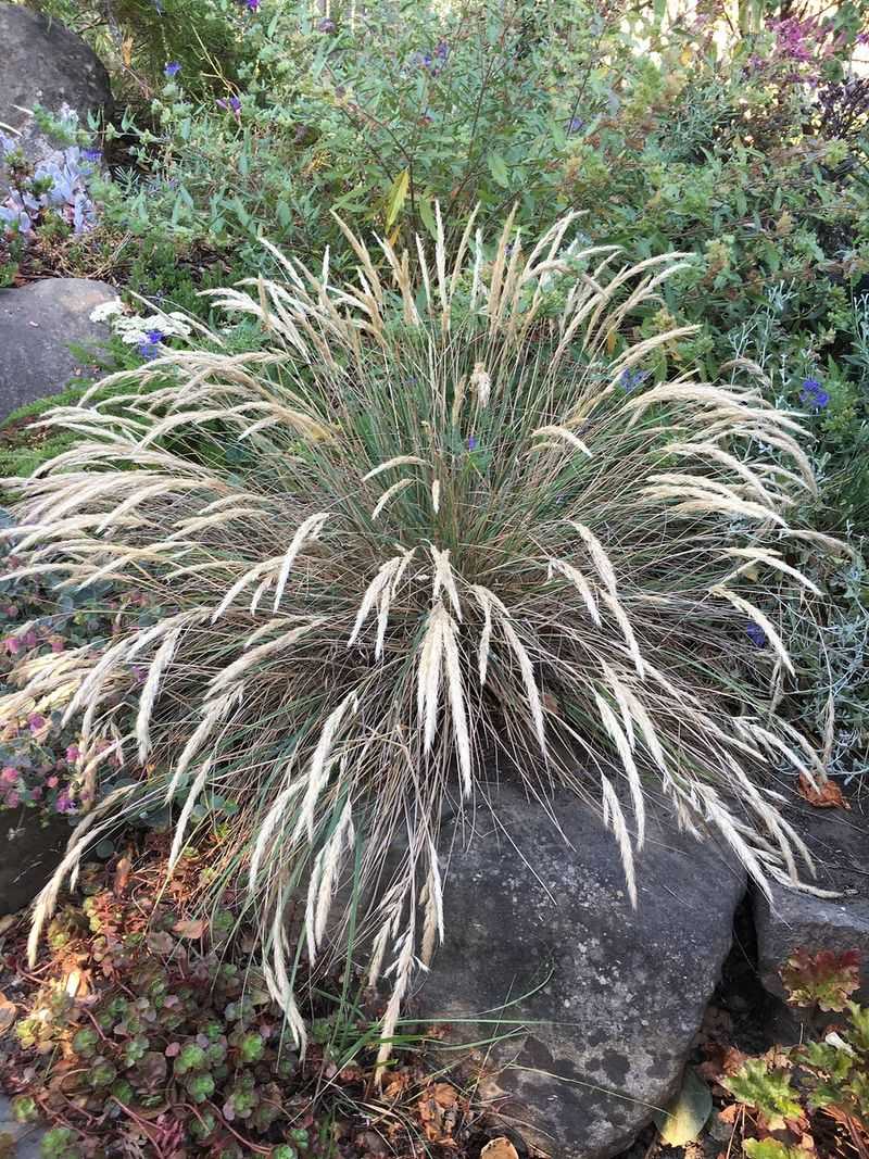 Cape Mendocino Reed Grass